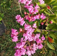 Crespón Enano (lagerstroemia Petit Dark Pink) en internet