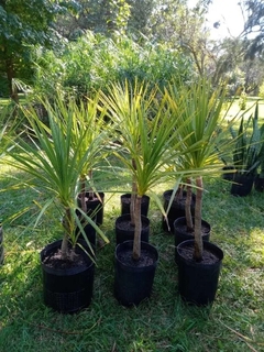 Dracena indivisa - ideal interior o exterior