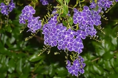 Duranta Repens Aurea, Ideal Bordura O Cerco Vivo en internet