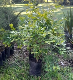 Duranta Repens Aurea, Ideal Bordura O Cerco Vivo - Vivero Las Magnolias