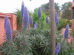 Echium fastuosum, hermosa planta de flores azules - comprar online