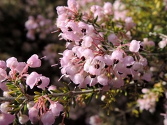 Erica Canaliculata - Brezo - Espectacular floración