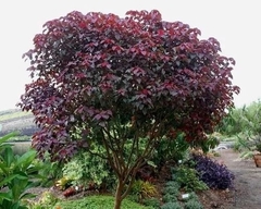 Euphorbia Cotinifolia - Arbusto Rojo Muy Atractivo - comprar online