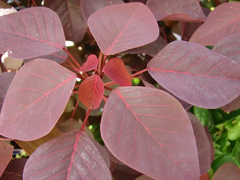Euphorbia Cotinifolia - Arbusto Rojo Muy Atractivo