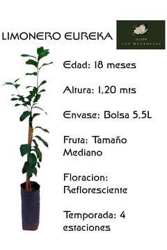 Limonero Eureka de 4 estaciones - comprar online