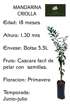 Mandarina criolla - plantas certificadas - comprar online