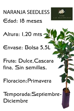 Naranjo Valencia Late - De jugo - Plantas certificadas - comprar online