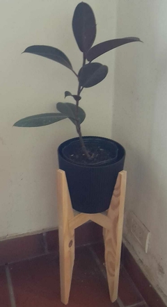 Ficus Cabernet + Maceta Milán + Pie Nórdico 50 Cm