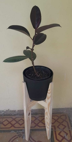 Ficus Cabernet + Maceta Milán + Pie Nórdico 50 Cm en internet