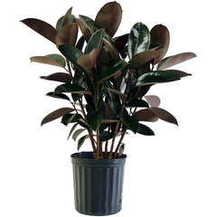 Ficus Cabernet + Maceta Milán + Pie Nórdico 50 Cm