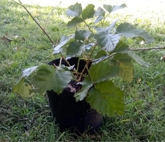 Plantas de frambuesa negra - Vivero Habilitado por el Senasa - comprar online