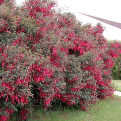 Aljaba (Fuchsia magellanica) - Hermosa Planta Nativa - comprar online