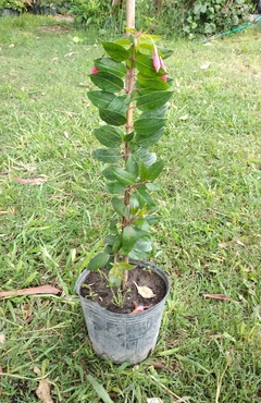 Aljaba (Fuchsia magellanica) - Hermosa Planta Nativa en internet