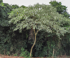 Fumo bravo - Árbol nativo en internet