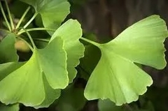 Plantas Orgánicas De Ginkgo Biloba - comprar online
