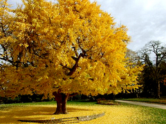 Plantas Orgánicas De Ginkgo Biloba