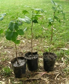 Plantines Orgánicos De Ginkgo Biloba - Ideal Bonsai en internet