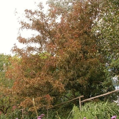 Acacia Negra Morada - Gleditsia Triacanthus Ruby Lace en internet
