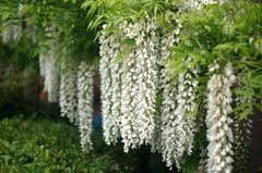Glicina de flor blanca, muy llamativa y perfumada
