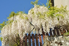 Glicina de flor blanca, muy llamativa y perfumada en internet