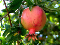 Granado Frutal - Granada - Excelentes Ejemplares - Vivero Las Magnolias