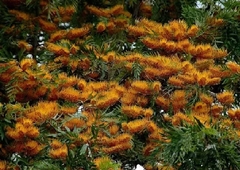 Plantines De Árbol De Fuego - Grevillea Robusta - comprar online