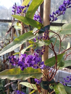 Handerbergia - trepadora de flor violeta - comprar online