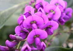 Handerbergia - trepadora de flor violeta