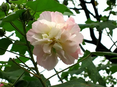Hibiscus Mutábilis - Rosa De Jericó -