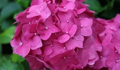 Hortensia Ami Pasquier, de doble floración anual