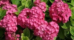Hortensia Ami Pasquier, de doble floración anual - comprar online