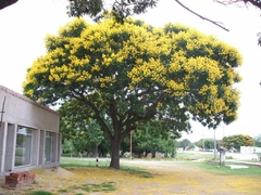 Plantines orgánicos de Ibirá Pitá - ideal bonsai
