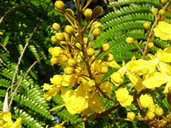 Plantines orgánicos de Ibirá Pitá - ideal bonsai - comprar online