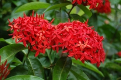 Ixora, Arbusto Muy Atractivo