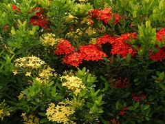 Ixora Amarilla - Arbusto Muy Atractivo en internet