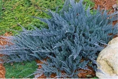 Pino Rastrero Azul - Juniperus Horizontalis Blue Chip - comprar online