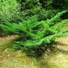 Juniperus horizontalis - Pino rastrero