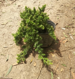 Pino Rastrero - Juniperus Horizontalis Green Ornament