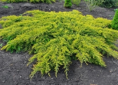Pino Rastrero Enano (Juníperus) - Color Verde Amarillento - comprar online