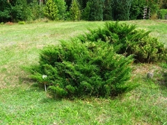 Juniperus sabina - pino rastrero