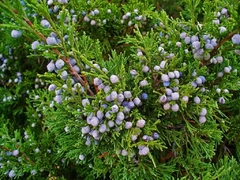 Juniperus sabina - pino rastrero en internet