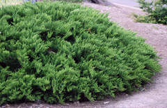 Juniperus sabina - pino rastrero - comprar online