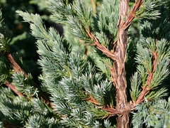 Juníperus Squamata Meyeri (enebro De Meyer) - comprar online