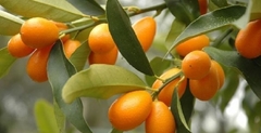 Kumquat Nagami - Planta de Kinotos - Primera calidad