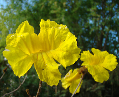Plantines orgánicos de lapacho amarillo, ideal bonsai - comprar online