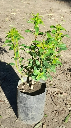 Laurentino - Ideal Cerco - Florece En Invierno - Vivero Las Magnolias
