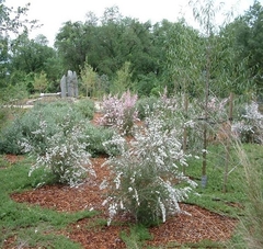 Leptospermum De Flor Blanca - Árbol De Té - comprar online