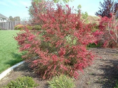 Leptospermum De Flor Roja - Árbol De Te - comprar online