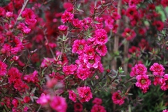 Leptospermum De Flor Roja - Árbol De Te