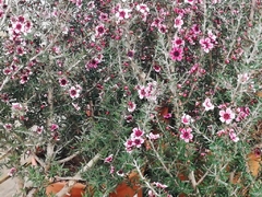 Leptospermum De Flor Rosada - Árbol De Te - comprar online